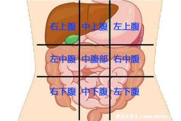 腹部九分法及分区名称,腹部疼痛对应的图片器官图