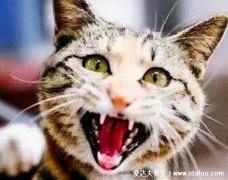 被猫抓出血了要打狂犬疫苗吗,要打狂犬疫