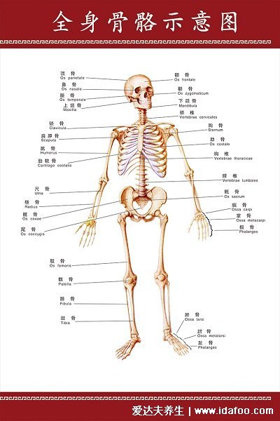 人体骨骼图片结构图,儿童骨骼多于成人(附脚的结构图和名称)