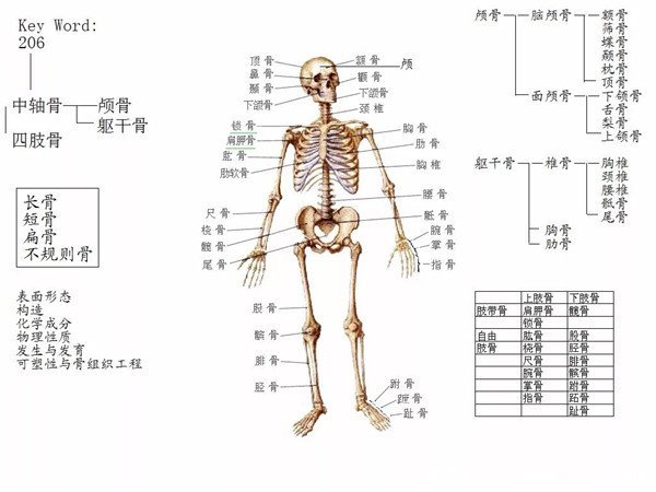 人体骨骼图片结构图,儿童骨骼多于成人(附脚的结构图和名称)