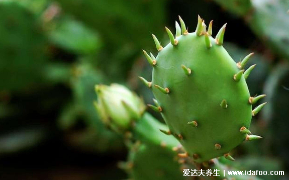 治腱鞘炎的三个小偏方,仙人掌贴敷3次肿块自动消失