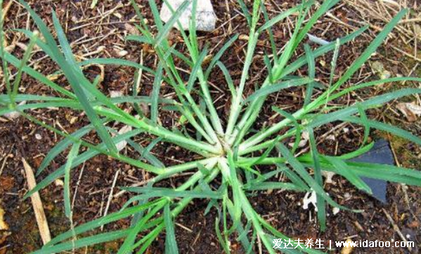 中药牛筋草图片,牛筋草煎水泡脚的功效治风湿关节炎疼痛