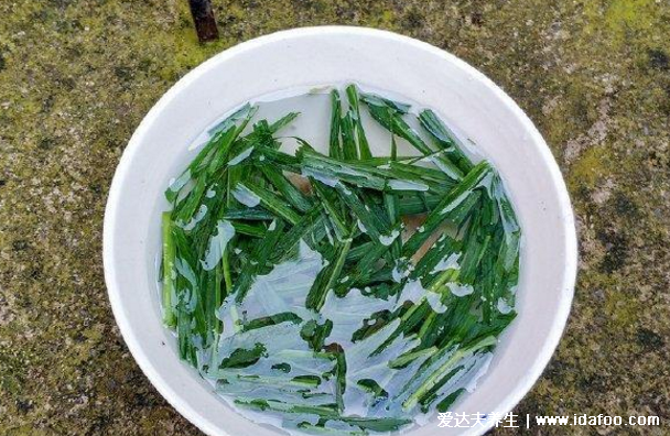 中药牛筋草图片,牛筋草煎水泡脚的功效治风湿关节炎疼痛