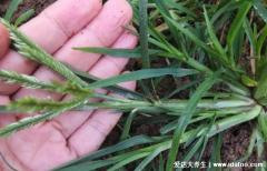 中药牛筋草图片,牛筋草煎水泡脚的功效治