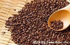 为什么说决明子伤肝最大,过量服用会影响