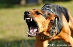 世界上十大必死病，狂犬病一旦病发必死无