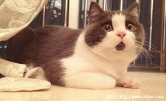 猫抓伤狂犬病几乎为0，不可靠这4种情况必须