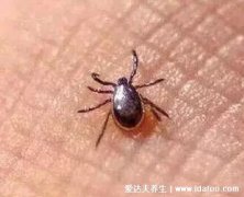 恙虫咬人伤口初期图片症状，咬过后有黑色