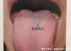 舌头根部有疙瘩图片，每个人都有的轮廓乳
