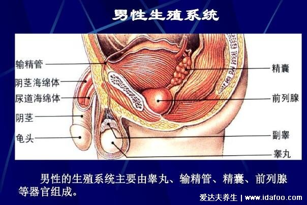 前列腺位置图在哪里图片,前列腺结构图及自已按摩手法