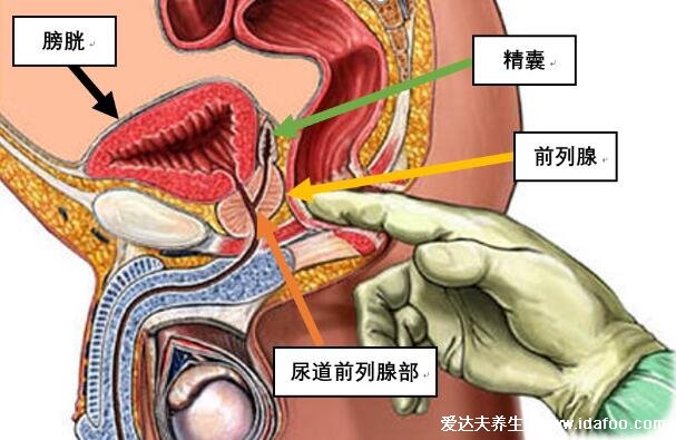 前列腺位置图在哪里图片,前列腺结构图及自已按摩手法