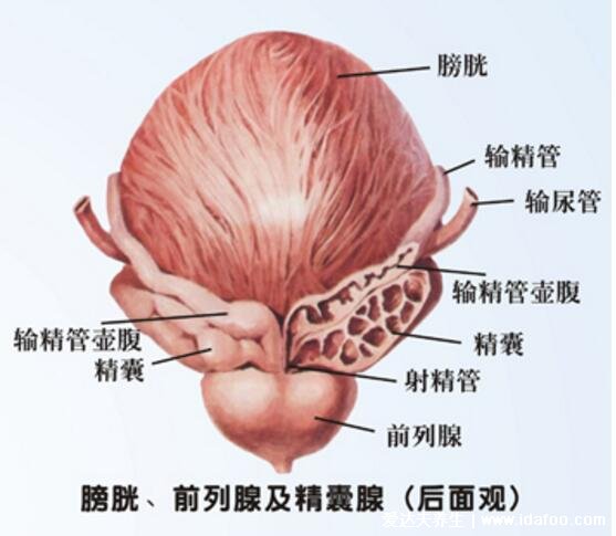 前列腺位置图在哪里图片,前列腺结构图及自已按摩手法