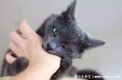 为什么好多人被猫抓不打疫苗,猫打了疫苗