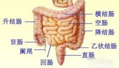结肠疼痛位置图片，经常饭后出现左下腹绞