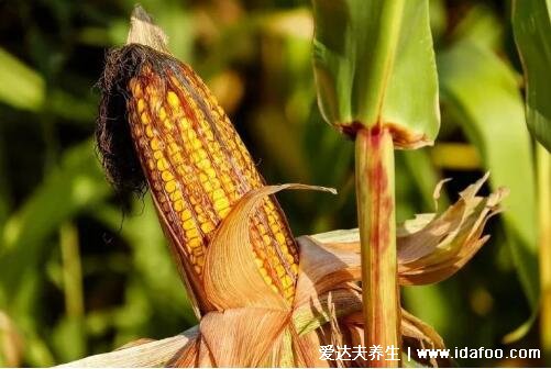 四种水果能降糖,糖尿病人也能吃的四种水果(附血糖高者食谱)