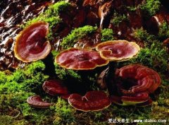 抗肿瘤最强的中草药，10大抗肿瘤中草药(中