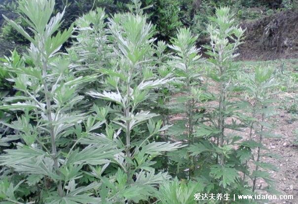 艾草图片大全,艾草的功效和作用和禁忌
