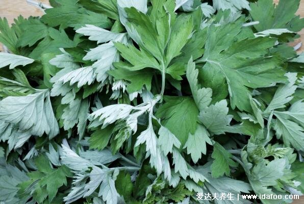 艾草图片大全,艾草的功效和作用和禁忌