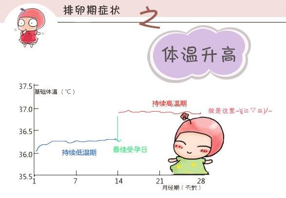 排卵期有什么表现症状,白带增多呈蛋清状能拉丝(6大症状)