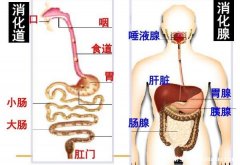 胰腺在人体的哪个部位图解，胃的后方右上