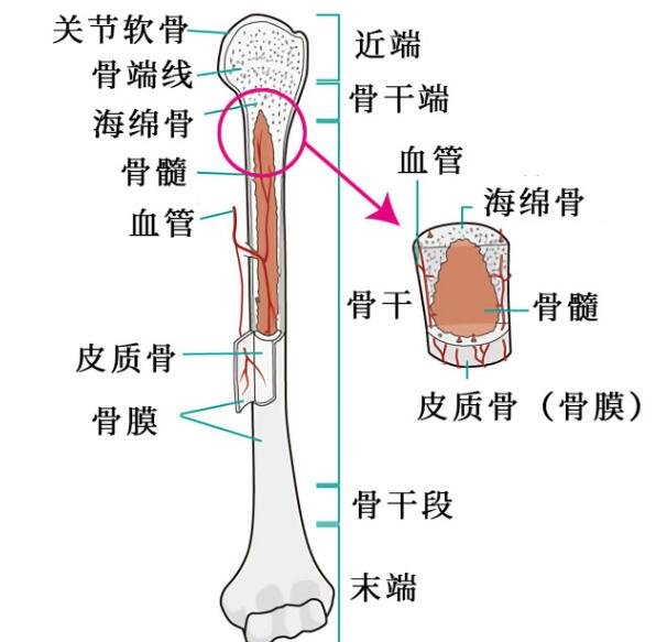 超详细人体骨骼结构图,206块骨头组成的人体骨架
