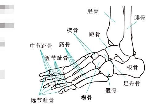 超详细人体骨骼结构图,206块骨头组成的人体骨架