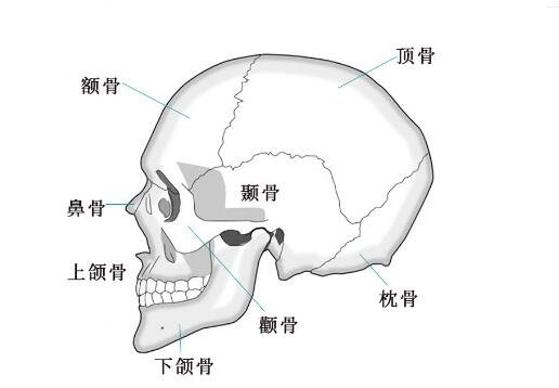 超详细人体骨骼结构图,206块骨头组成的人体骨架