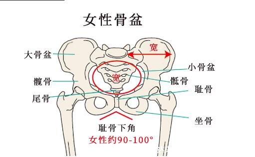 超详细人体骨骼结构图,206块骨头组成的人体骨架