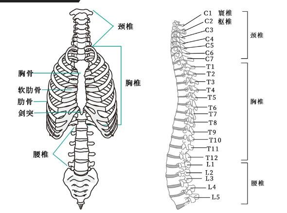 超详细人体骨骼结构图,206块骨头组成的人体骨架