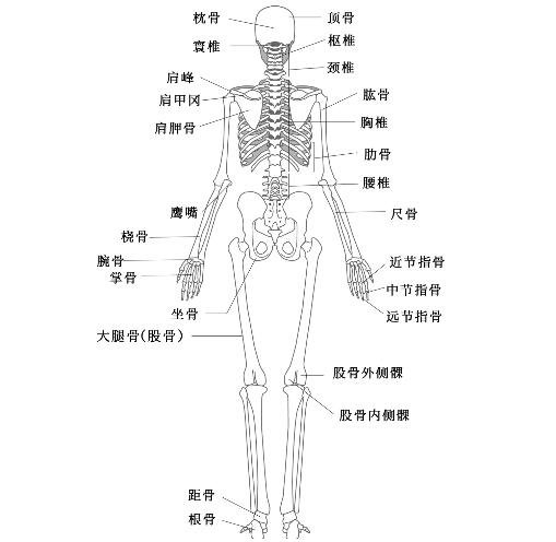 超详细人体骨骼结构图,206块骨头组成的人体骨架