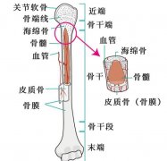 超详细人体骨骼结构图,206块骨头组成的人