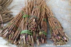 牛蒡根的功效与作用及禁忌，不仅排毒养颜