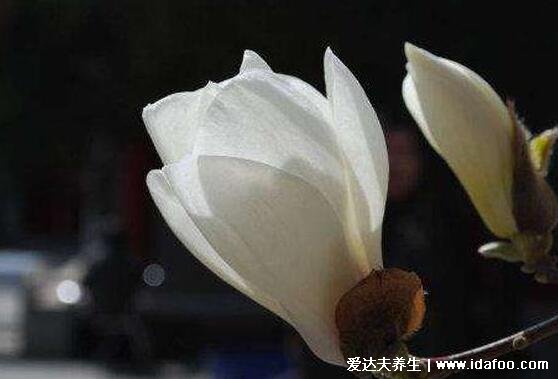 梦见亲人去世是什么意思预兆,多为思念或压力引起(注意休息)