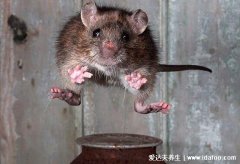 家里放一物绝对没老鼠,薄荷油祛鼠第一名