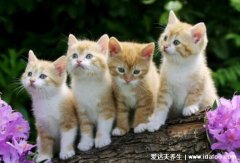 为什么好多人被猫抓不打疫苗,被猫抓打疫