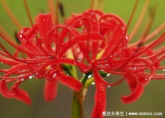 家里千万不能养的6种花,夹竹桃不仅影响运势还有毒