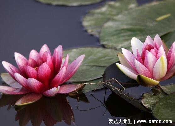 家里千万不能养的6种花,夹竹桃不仅影响运势还有毒