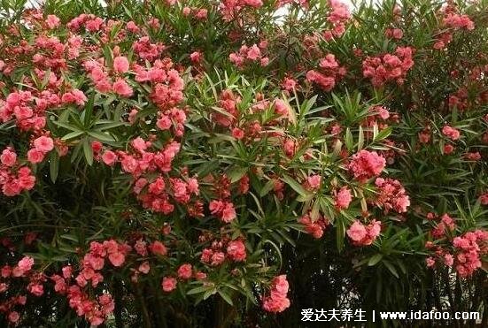 家里千万不能养的6种花,夹竹桃不仅影响运势还有毒