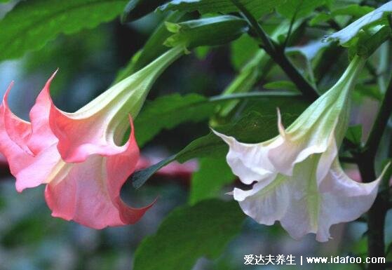 家里千万不能养的6种花,夹竹桃不仅影响运势还有毒