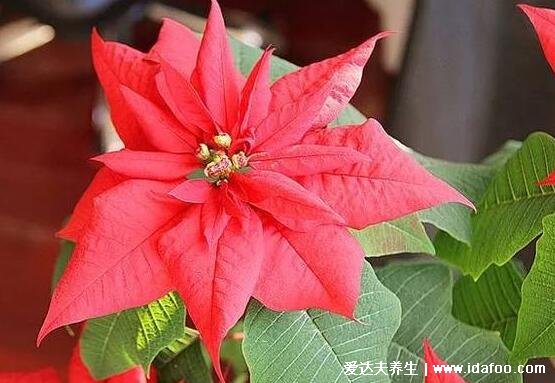 家里千万不能养的6种花,夹竹桃不仅影响运势还有毒