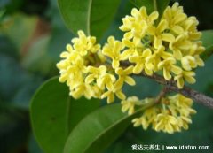 排名第一最好的镇宅树桂花，是四季常绿的