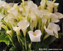 马蹄莲有毒吗，有毒但不会释放毒素(图片