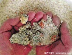 黄曲霉菌怎么才能被杀死,280℃以上可去除