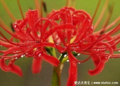 家里千万不能养的6种花，夹竹桃不仅影响运