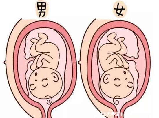 受孕生男孩的三个最佳时间点,8-9月份Y精子最强生男孩几率更高