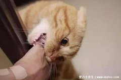 为什么好多人被猫抓不打疫苗,健康的猫咪