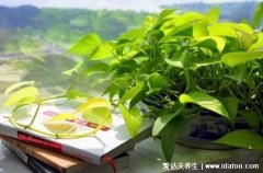 甲醛最怕的三个土方法,不仅只有绿植和通