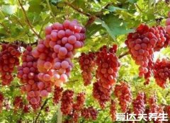 八种有效降尿酸食物,除了葡萄还有这七种