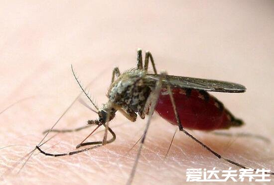 身上起红疙瘩很痒图片及原因,可能是湿疹引起的(四大原因)