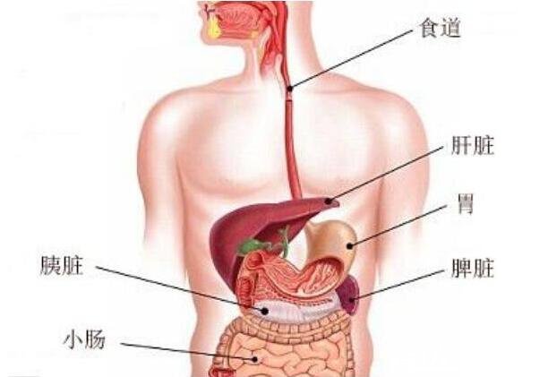 胃在什么位置图片,左上腹靠近心窝的凹陷处